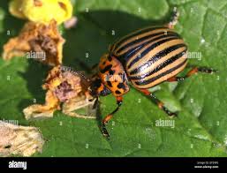 Attēlu rezultāti vaicājumam “Leptinotarsa decemlineata”