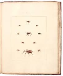 Attēlu rezultāti vaicājumam “Aranei”