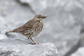 Attēlu rezultāti vaicājumam “Anthus petrosus”