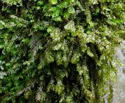 Attēlu rezultāti vaicājumam “Plagiochila porelloides”