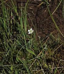 Attēlu rezultāti vaicājumam “Parnassiaceae”