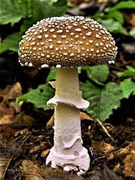 Attēlu rezultāti vaicājumam “Amanita pantherina”