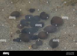 Attēlu rezultāti vaicājumam “Nostoc pruniforme macro”