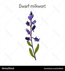 Attēlu rezultāti vaicājumam “Polygala amarella leaf”