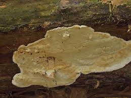 Attēlu rezultāti vaicājumam “Gloeoporus pannocinctus”