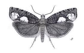 Attēlu rezultāti vaicājumam “Epinotia trigonella”