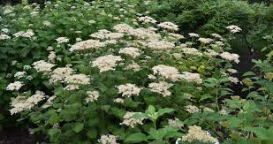 Attēlu rezultāti vaicājumam “Hydrangea arborescens subsp. discolor”