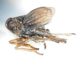 Attēlu rezultāti vaicājumam “Javesella pellucida”