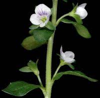 Attēlu rezultāti vaicājumam “Veronica serpyllifolia bud”