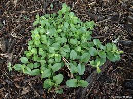 Attēlu rezultāti vaicājumam “Veronica officinalis leaf”