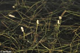 Attēlu rezultāti vaicājumam “Potamogeton trichoides leaf”