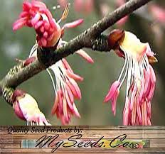 Attēlu rezultāti vaicājumam “Cercidiphyllum japonicum flower”