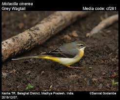 Attēlu rezultāti vaicājumam “Motacilla cinerea”