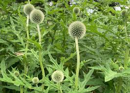 Image result for Echinops spaerocephalus