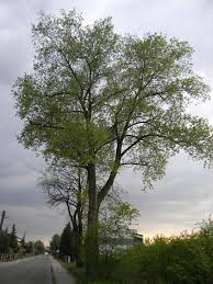 Attēlu rezultāti vaicājumam “Populus x canadensis”