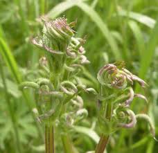 Attēlu rezultāti vaicājumam “Galium rivale leaf”