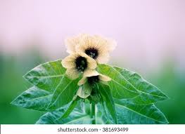 Attēlu rezultāti vaicājumam “Hyoscyamus niger flower”