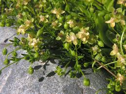 Attēlu rezultāti vaicājumam “Sagina procumbens leaf”