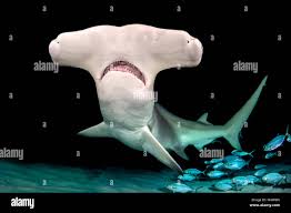 Image result for Sphyrna mokarran