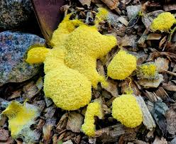 Attēlu rezultāti vaicājumam “Diachea subsessilis stalked”