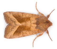 Attēlu rezultāti vaicājumam “Hydraecia micacea”