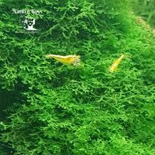 Attēlu rezultāti vaicājumam “Rhodobryum roseum”