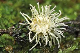 Attēlu rezultāti vaicājumam “Torrubiella arachnophila”