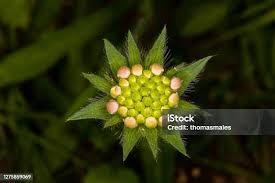 Attēlu rezultāti vaicājumam “Knautia arvensis bud”