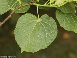 Attēlu rezultāti vaicājumam “Tilia platyphyllos subsp. cordifolia”