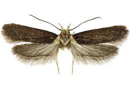 Attēlu rezultāti vaicājumam “Depressaria depressana”