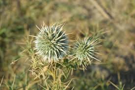 Image result for Echinops spaerocephalus
