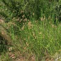Attēlu rezultāti vaicājumam “Schoenoplectus lacustris subsp. glaucus fruit”