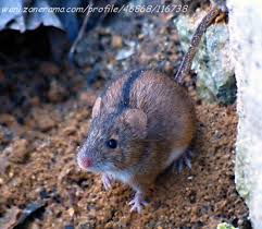 Attēlu rezultāti vaicājumam “Apodemus agrarius”