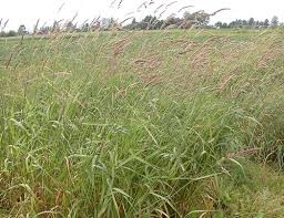 Attēlu rezultāti vaicājumam “Phalaroides arundinacea”