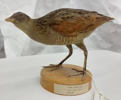 Attēlu rezultāti vaicājumam “Crex crex nest”