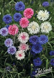 Attēlu rezultāti vaicājumam “Cyanus segetum flower”