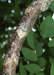 Attēlu rezultāti vaicājumam “Gymnocladus dioicus leaf”