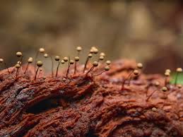 Attēlu rezultāti vaicājumam “Cribraria intricata macro”