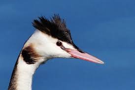 Attēlu rezultāti vaicājumam “Podiceps cristatus”