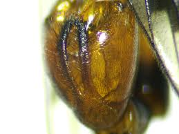 Attēlu rezultāti vaicājumam “Panorpa communis imago”