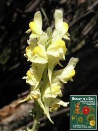 Attēlu rezultāti vaicājumam “Linaria vulgaris bud”