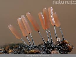 Attēlu rezultāti vaicājumam “Stemonitopsis typhina”