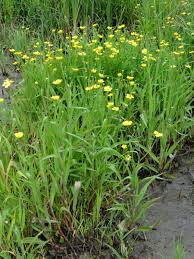 Attēlu rezultāti vaicājumam “Ranunculus lingua”