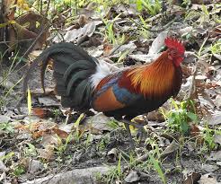 Attēlu rezultāti vaicājumam “Gallus”