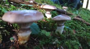 Attēlu rezultāti vaicājumam “Gomphidius glutinosus”