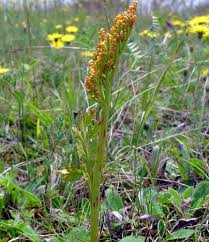 Attēlu rezultāti vaicājumam “Botrychium matricariifolium”