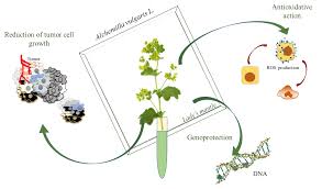 Attēlu rezultāti vaicājumam “Alchemilla vulgaris aggr.”