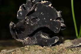 Attēlu rezultāti vaicājumam “Ionomidotis irregularis”