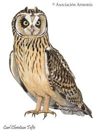 Attēlu rezultāti vaicājumam “Asio flammeus”