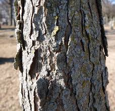 Attēlu rezultāti vaicājumam “Gymnocladus dioicus bud”